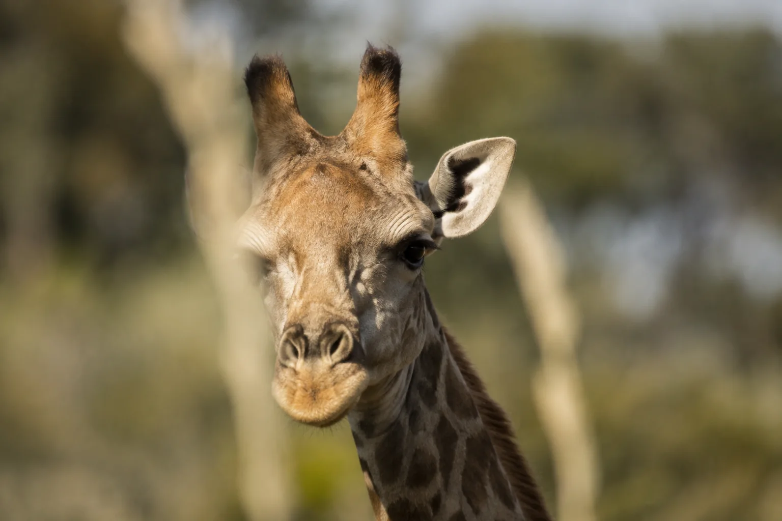 Editorial illustration: AI-generated illustration of a giraffe’s face seen through pale grass
