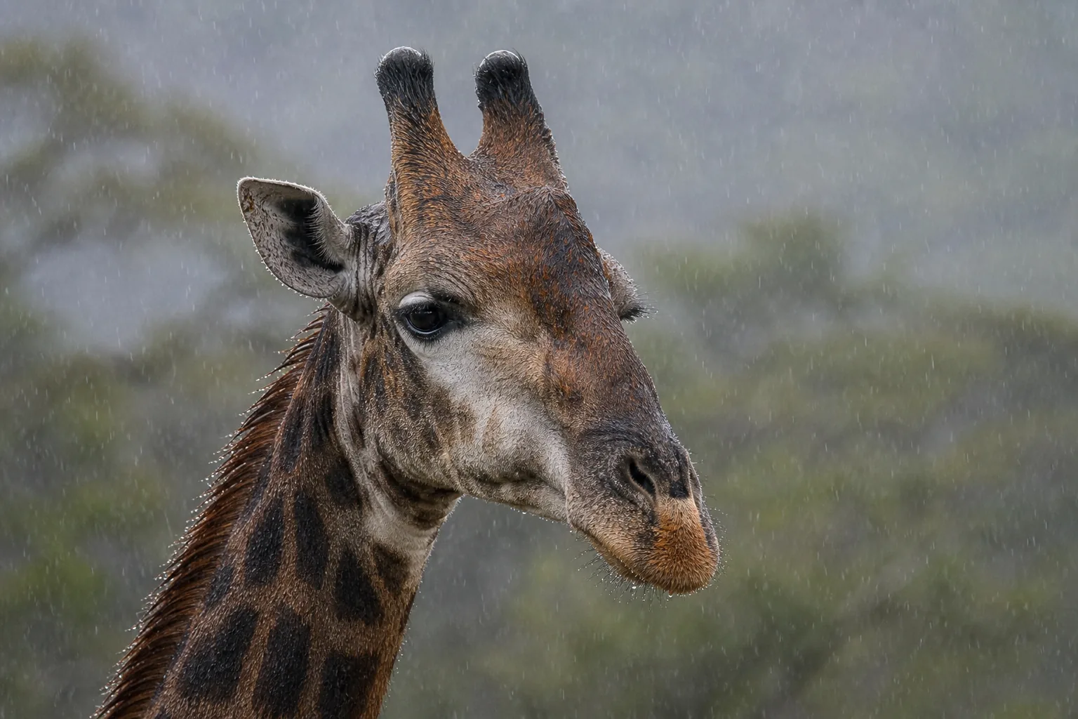 A close portrait of a giraffe in soft rain.