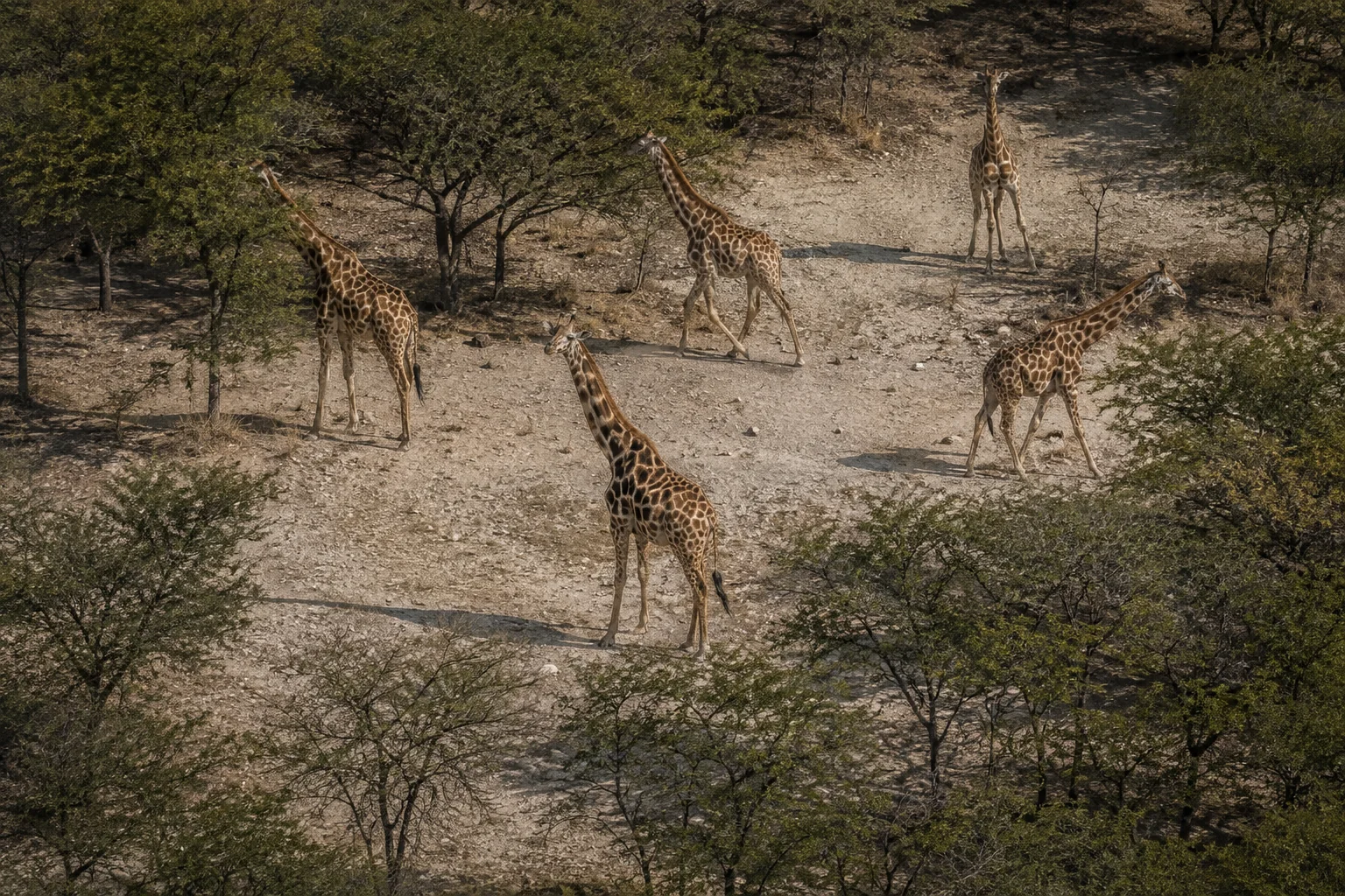 Editorial illustration: AI-generated illustration of a group of giraffes in a woodland clearing seen from above