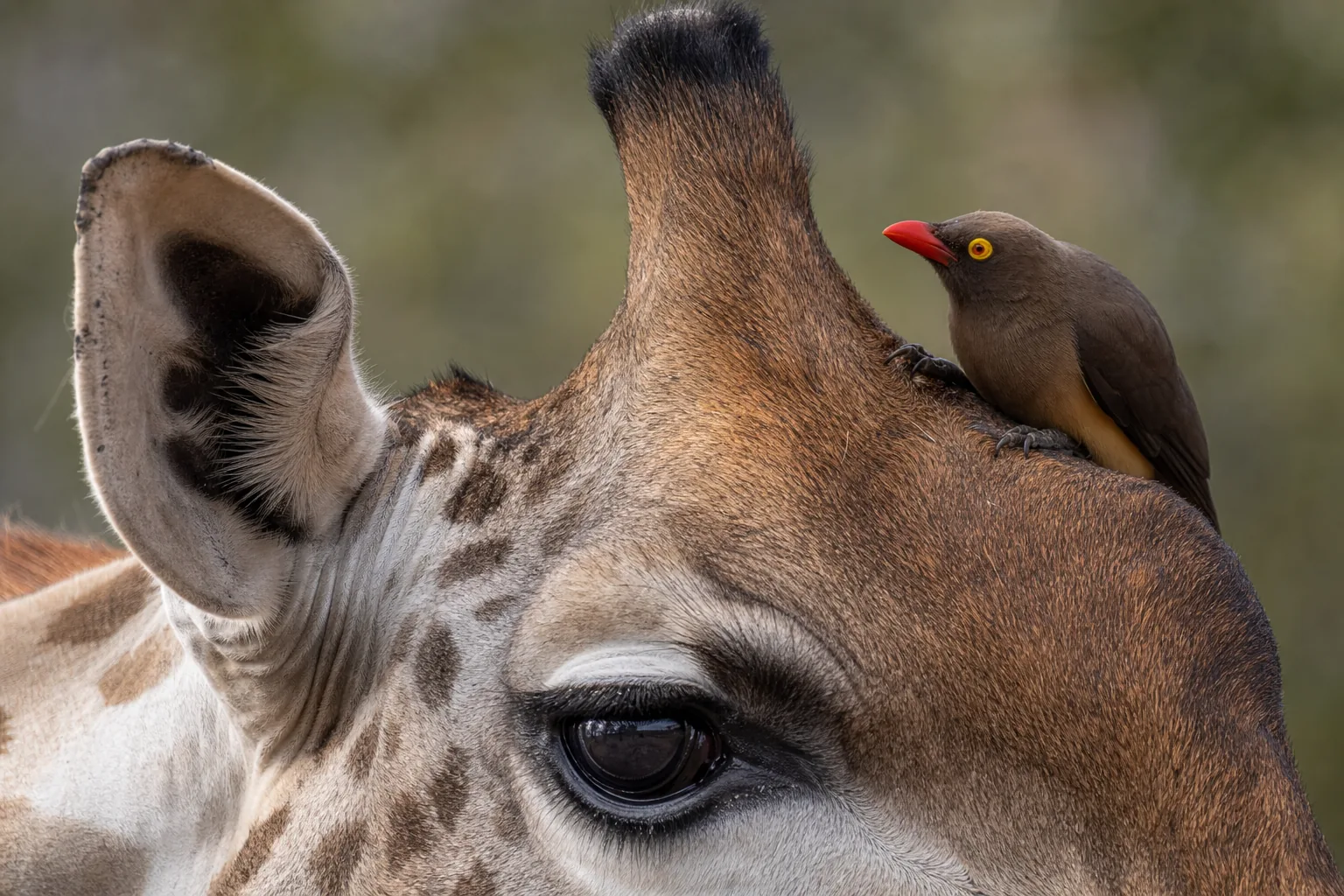 AI illustration of a red-billed oxpecker perched beside a giraffe's ossicone. This is not a photograph from the playback study.