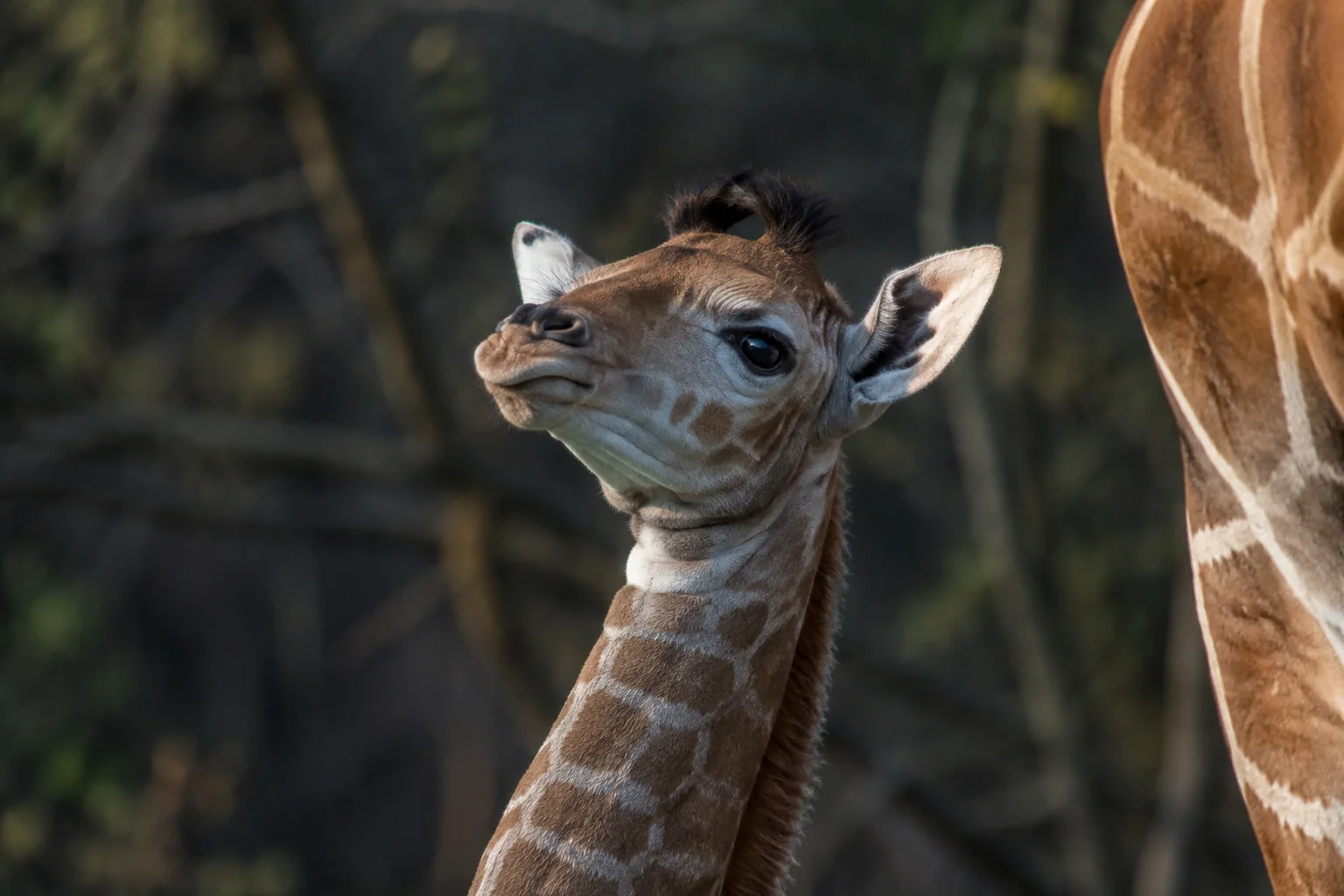 Editorial illustration: AI-generated illustration of a small calf beside an adult giraffe