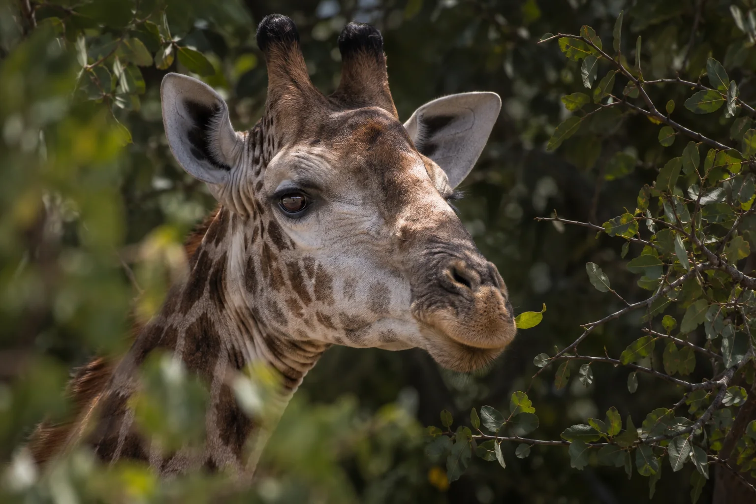Editorial illustration: AI-generated illustration of a giraffe browsing among green leaves
