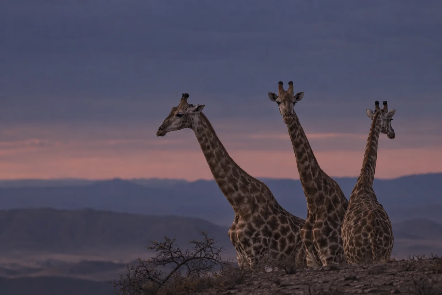 Editorial illustration: AI-generated illustration of three giraffe necks beneath a violet evening sky