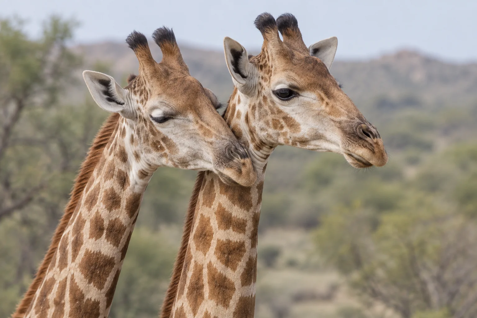 Editorial illustration: AI-generated illustration of two giraffes with their cheeks resting together