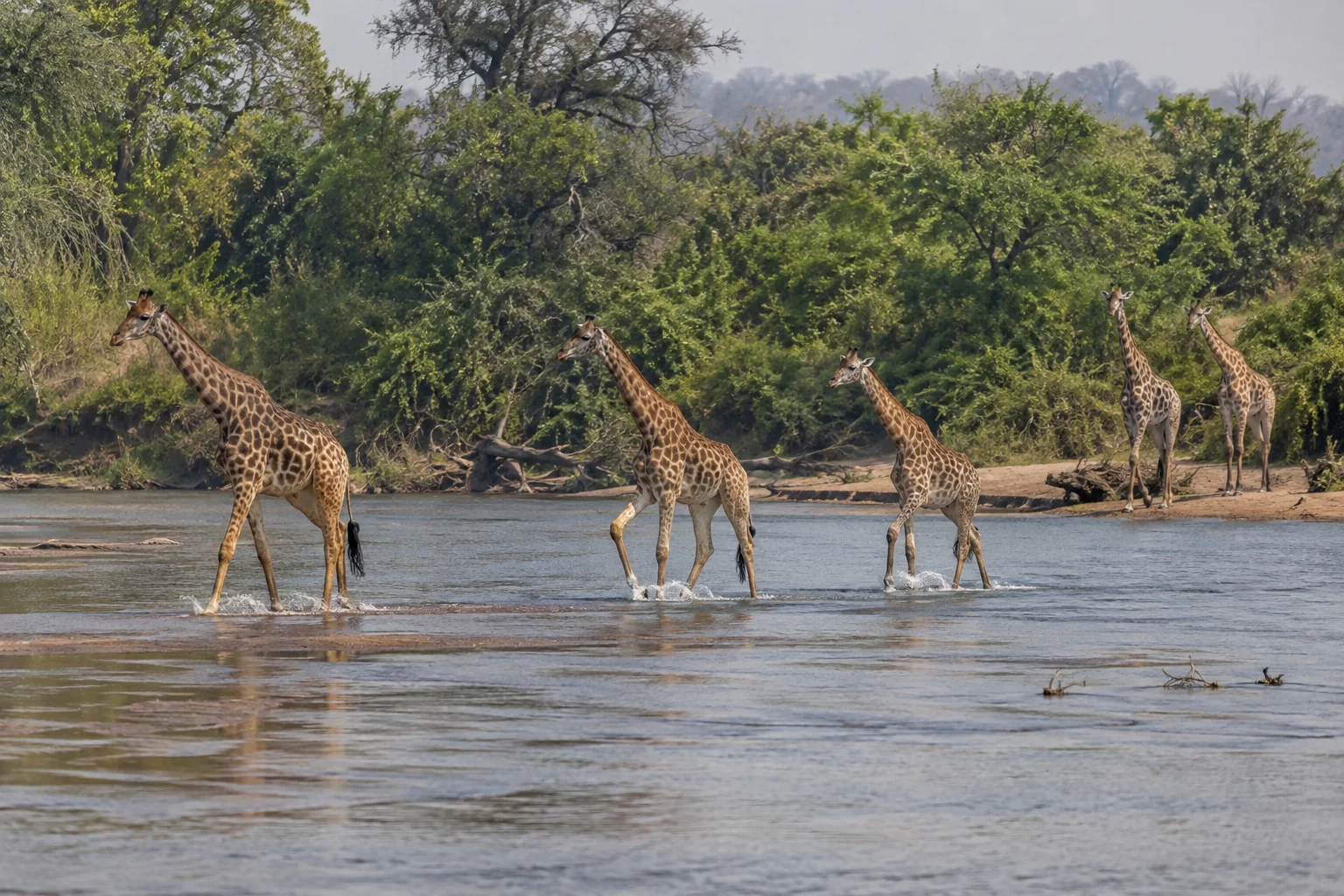 Editorial illustration: AI-generated illustration of giraffes crossing a shallow river