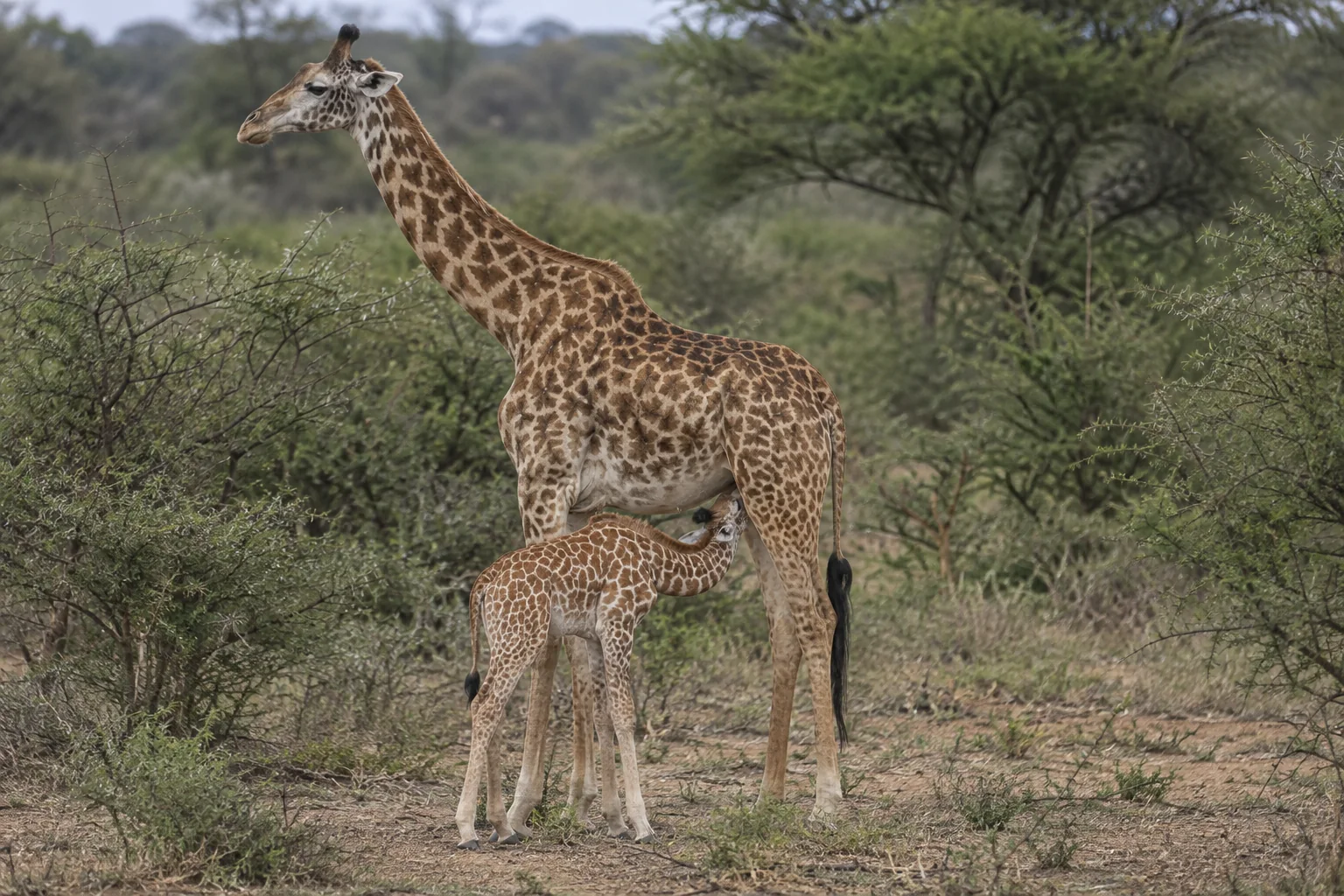 Editorial illustration: AI-generated illustration of a calf standing beneath an adult giraffe’s abdomen