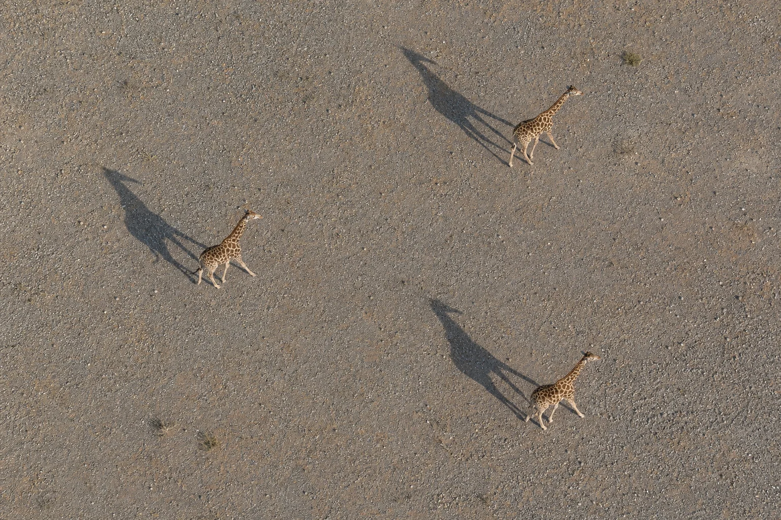 Giraffes and their long shadows crossing an open landscape.