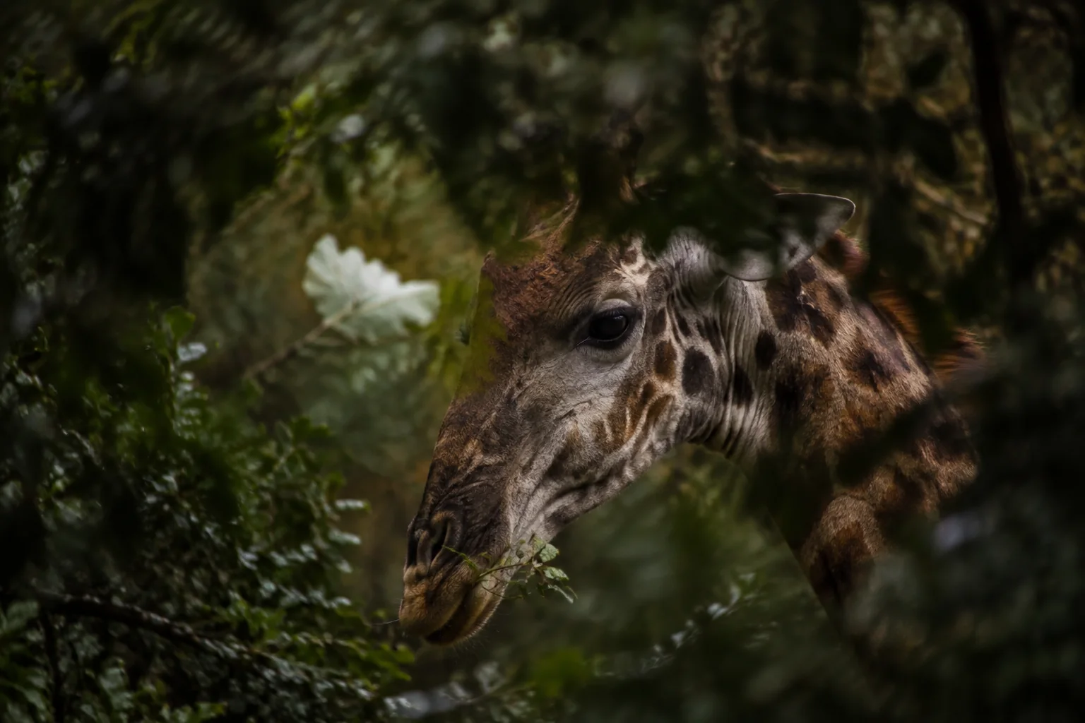 AI illustration of a giraffe eating leaves, its face framed by dark foliage. The experiment used carrots and zucchini at Barcelona Zoo.