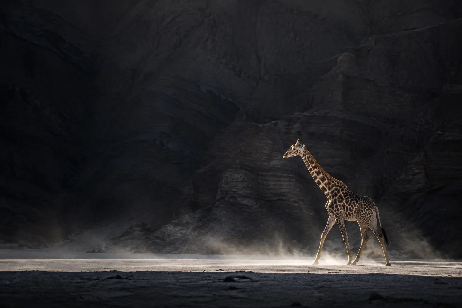 A giraffe steps into sunlight beneath a towering rock face.